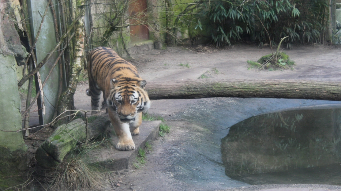 Amersfoort Dierenpark Tijgercam 1