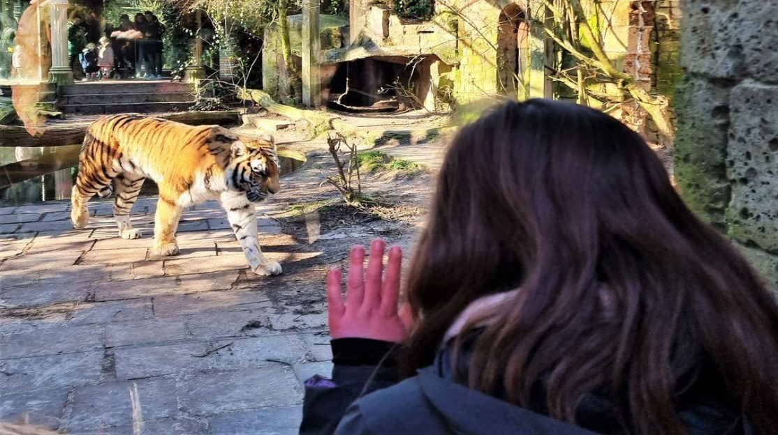 Amersfoort Dierenpark Tijgercam 2